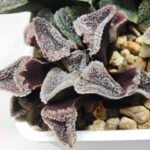 Haworthia Seedling S095 - 4