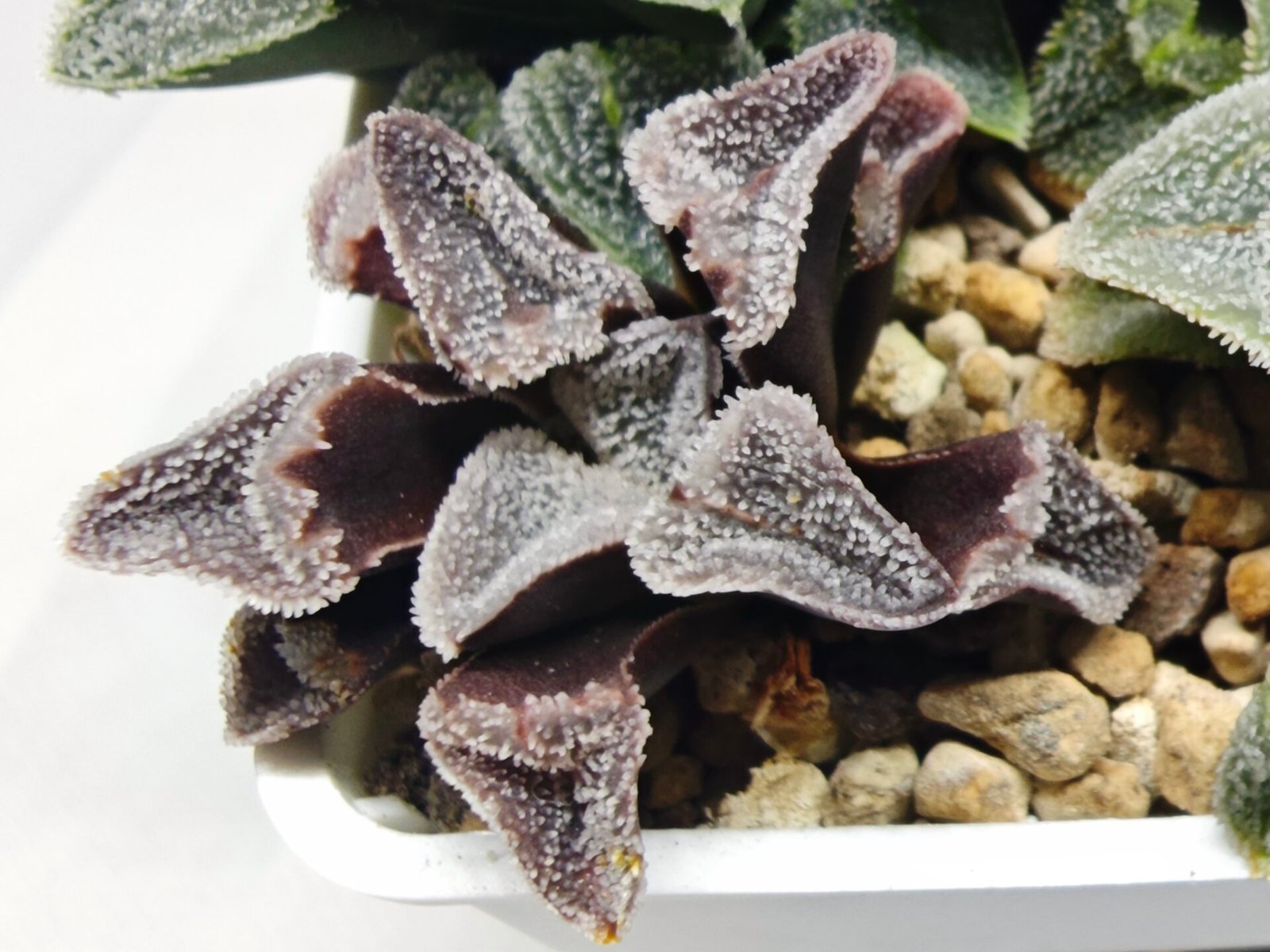 Haworthia Seedling S095 - 4