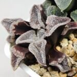 Haworthia Seedling S095 - 5