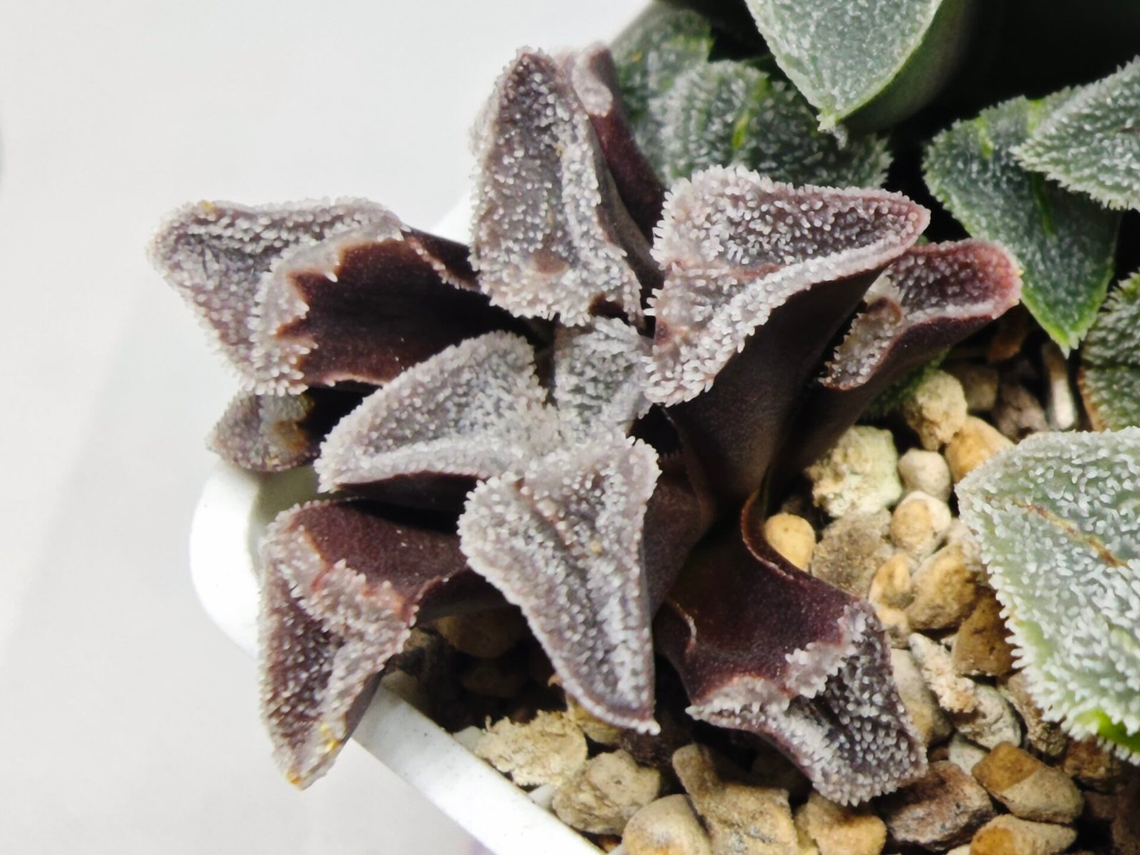 Haworthia Seedling S095 - 5
