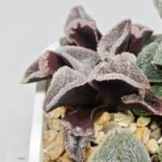 Haworthia Seedling S095 - 6