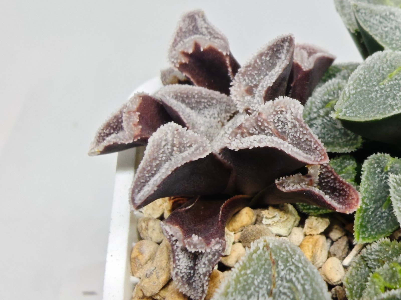 Haworthia Seedling S095 - 6