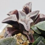 Haworthia Seedling S095 - 7
