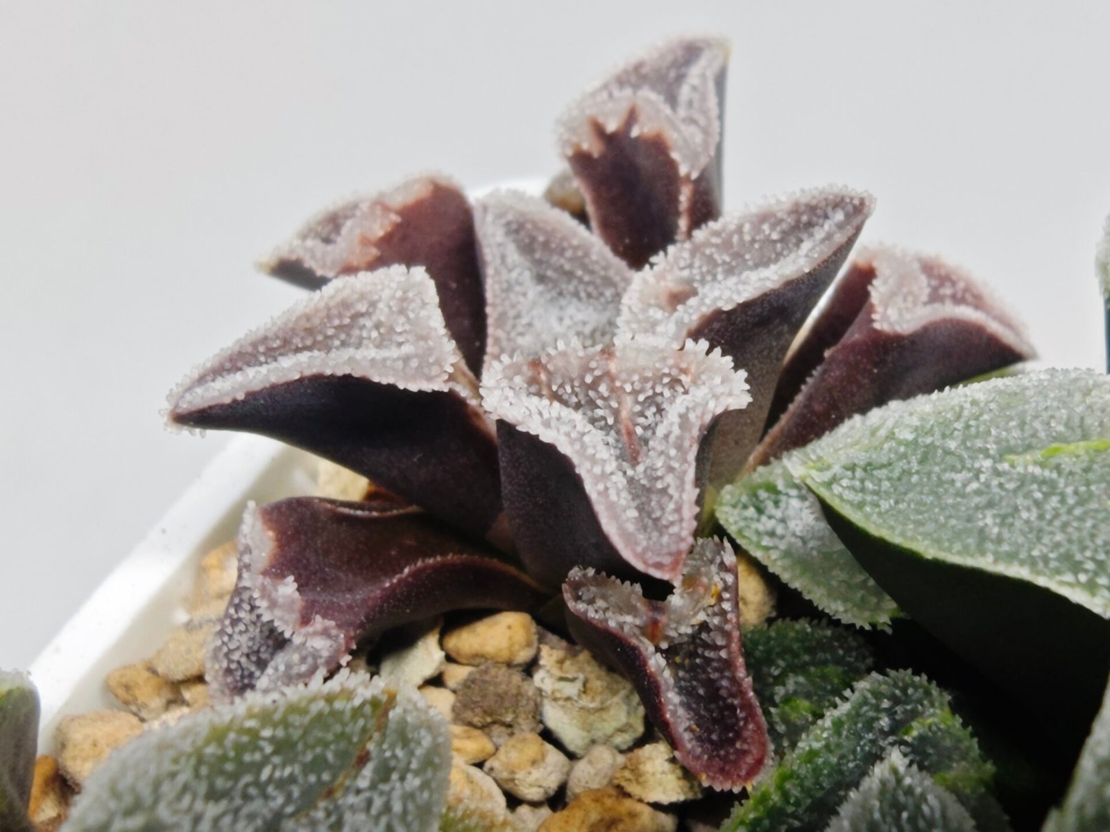 Haworthia Seedling S095 - 7