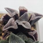 Haworthia Seedling S095 - 8