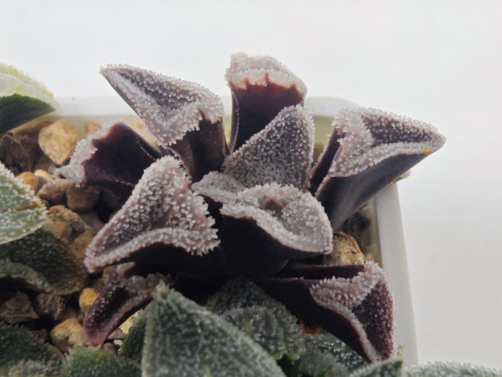 Haworthia Seedling S095 - 8
