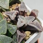 Haworthia Seedling S095 - 9