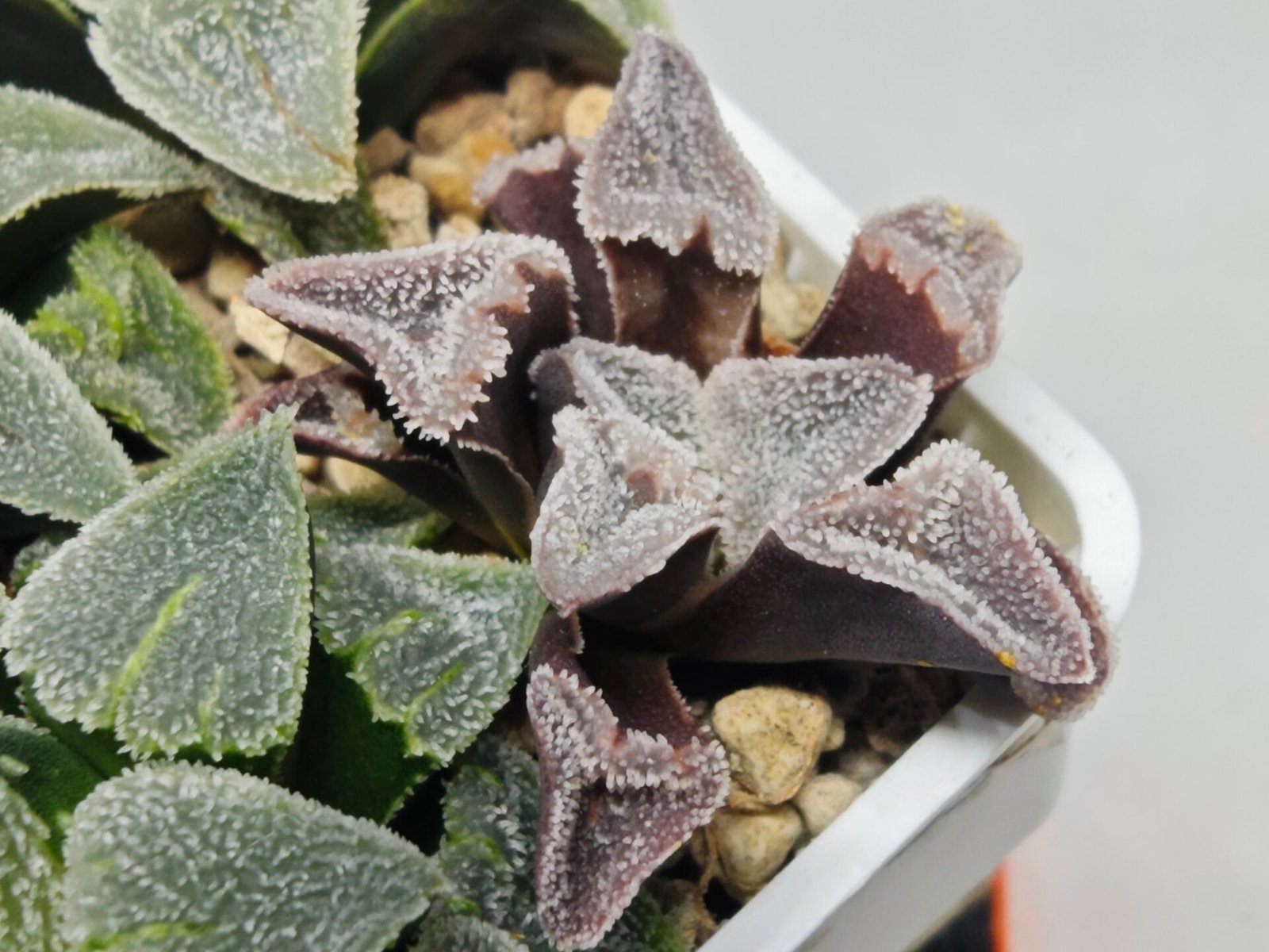 Haworthia Seedling S095 - 9