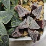 Haworthia Seedling S095 - 10