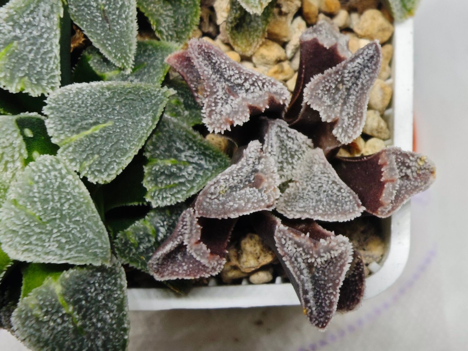 Haworthia Seedling S095 - 10