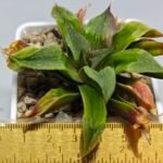 Haworthia Seedling Badia x Emelyae Major S092 - 1
