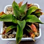 Haworthia Seedling Badia x Emelyae Major S092 - 2