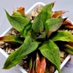 Haworthia Seedling Badia x Emelyae Major S092 - 3