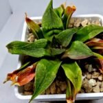 Haworthia Seedling Badia x Emelyae Major S092 - 4