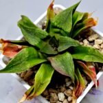 Haworthia Seedling Badia x Emelyae Major S092 - 5