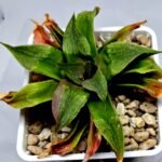 Haworthia Seedling Badia x Emelyae Major S092 - 6