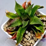 Haworthia Seedling Badia x Emelyae Major S092 - 7