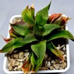 Haworthia Seedling Badia x Emelyae Major S092 - 8