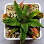 Haworthia Seedling Badia x Emelyae Major S092 - 9