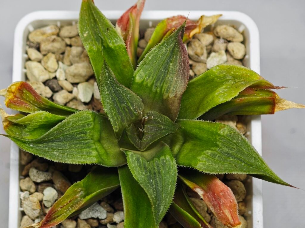 Haworthia Seedling Badia x Emelyae Major S092 - 10