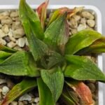 Haworthia Seedling Badia x Emelyae Major S092 - 10