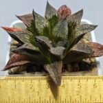 Haworthia Seedling S101 - 1
