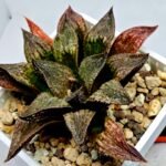 Haworthia Seedling S101 - 2