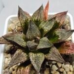 Haworthia Seedling S101 - 3