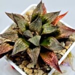 Haworthia Seedling S101 - 4