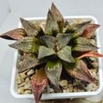 Haworthia Seedling S101 - 5