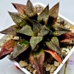 Haworthia Seedling S101 - 6