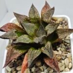 Haworthia Seedling S101 - 7