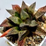 Haworthia Seedling S101 - 8