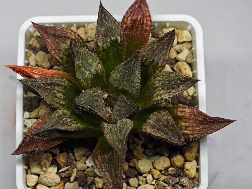 Haworthia Seedling S101 - 9