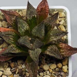 Haworthia Seedling S101 - 9