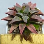 Haworthia Seedling Badia x Emelyae Major S102 - 1