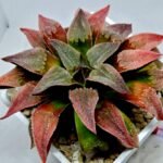 Haworthia Seedling Badia x Emelyae Major S102 - 2