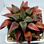 Haworthia Seedling Badia x Emelyae Major S102 - 3