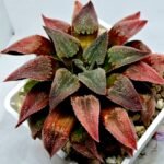 Haworthia Seedling Badia x Emelyae Major S102 - 4