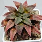 Haworthia Seedling Badia x Emelyae Major S102 - 5