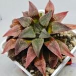 Haworthia Seedling Badia x Emelyae Major S102 - 6