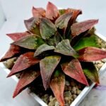 Haworthia Seedling Badia x Emelyae Major S102 - 7