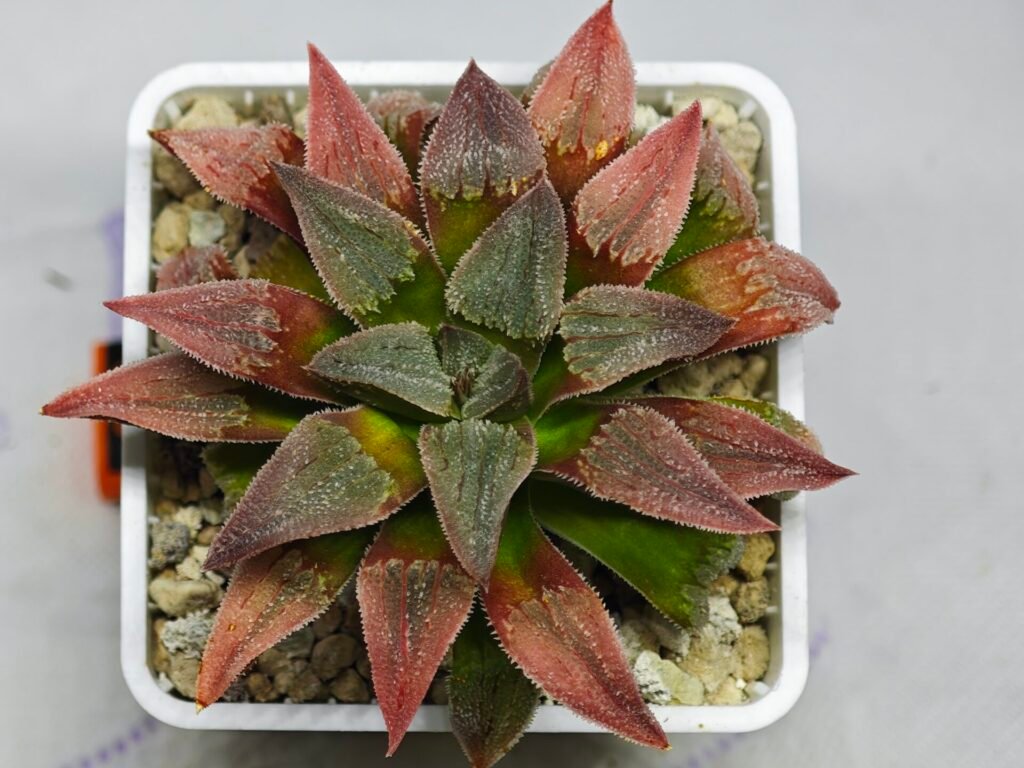 Haworthia Seedling Badia x Emelyae Major S102 - 8
