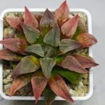 Haworthia Seedling Badia x Emelyae Major S102 - 8