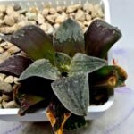 Haworthia Seedling Picta Maughanii Black Major S103 - 1