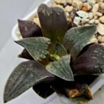 Haworthia Seedling Picta Maughanii Black Major S103 - 2