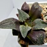 Haworthia Seedling Picta Maughanii Black Major S103 - 3