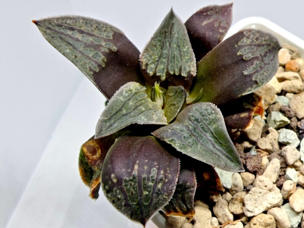 Haworthia Seedling Picta Maughanii Black Major S103 - 4