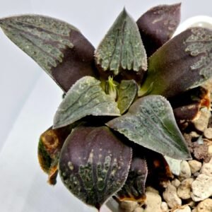 Haworthia Seedling Picta Maughanii Black Major S103 - 4