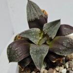 Haworthia Seedling Picta Maughanii Black Major S103 - 5